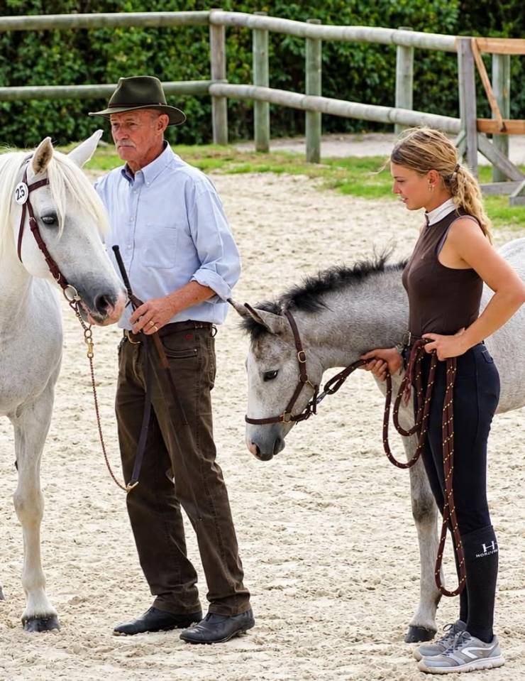 Colt Connemara For sale 2026 Grey