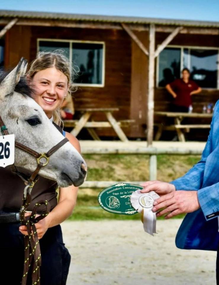 Colt Connemara For sale 2026 Grey