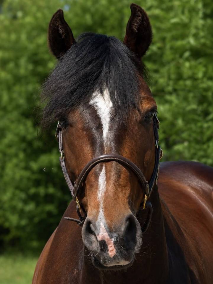 Gelding Connemara For sale 2019 Bay
