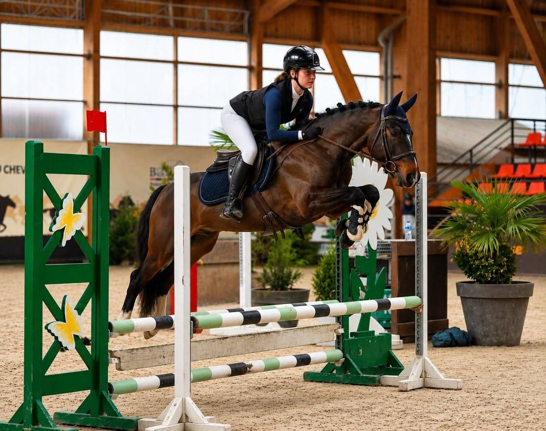 Gelding Connemara For sale 2019 Bay