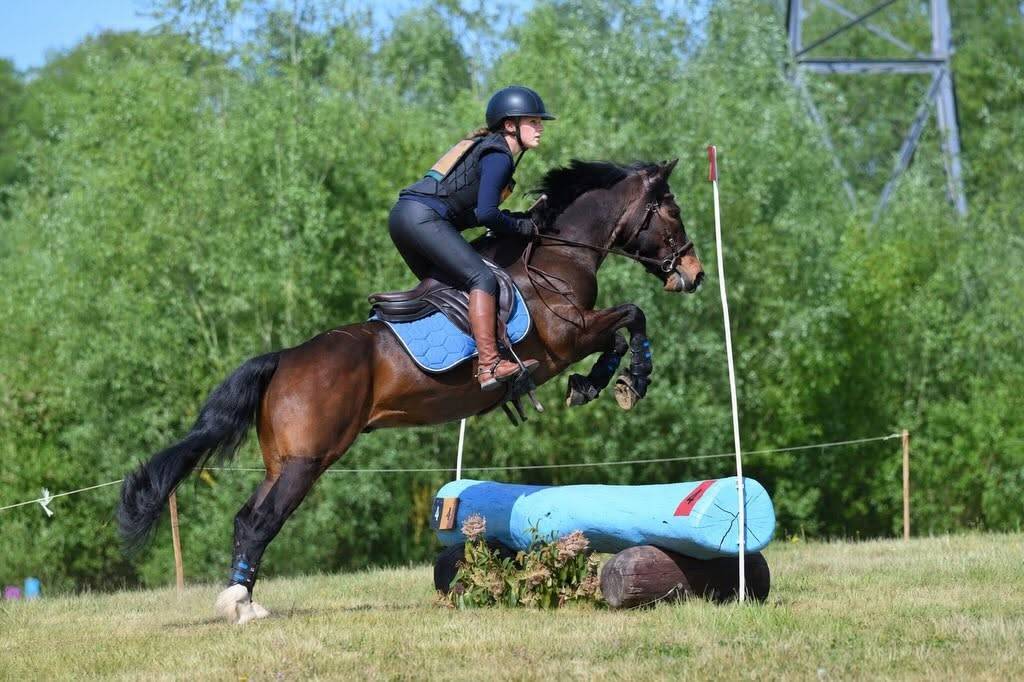 Gelding Connemara For sale 2019 Bay