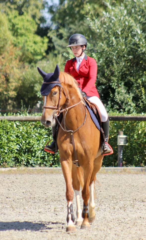 Mare sBs Belgian Warmblood For sale 2022 Chesnut
