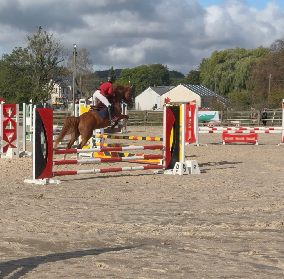 Mare sBs Belgian Warmblood For sale 2022 Chesnut