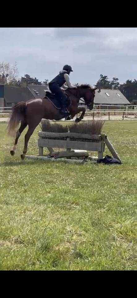 Mare French Saddle Pony For sale 2019 Chesnut