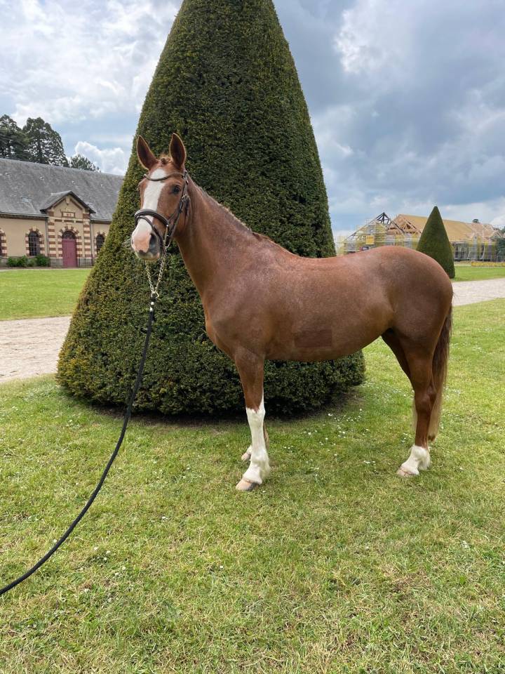 Mare French Saddle Pony For sale 2019 Chesnut
