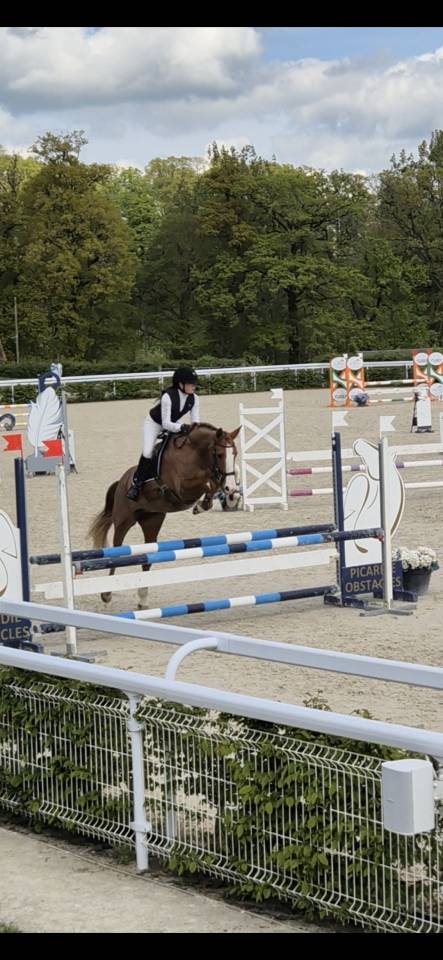 Mare French Saddle Pony For sale 2019 Chesnut
