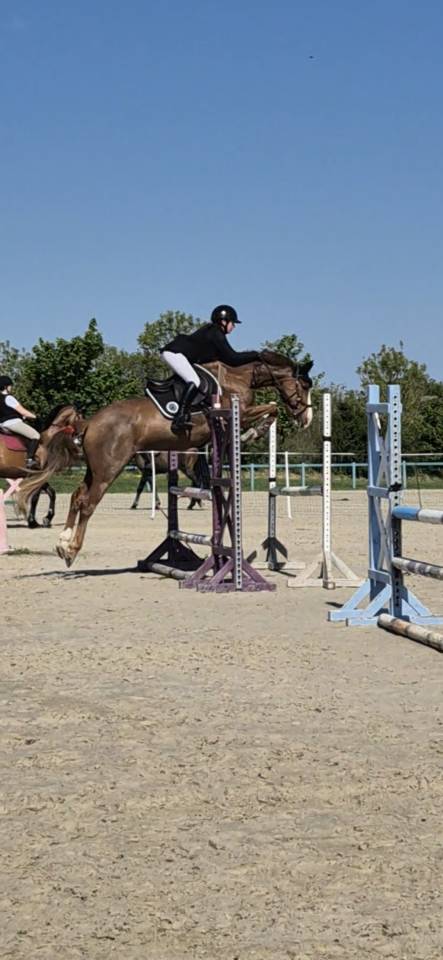 Mare French Saddle Pony For sale 2019 Chesnut