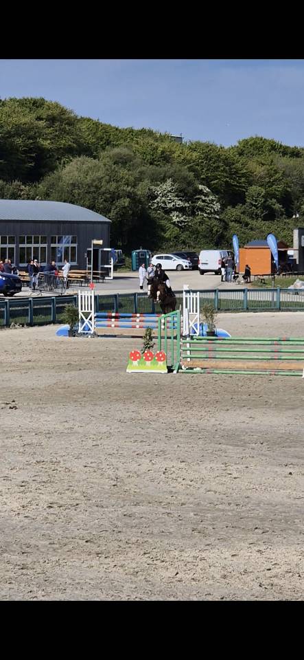 Mare French Saddle Pony For sale 2019 Chesnut