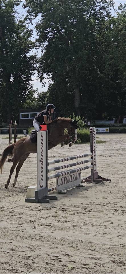 Mare French Saddle Pony For sale 2019 Chesnut