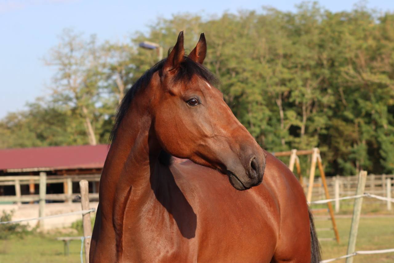 Gelding Selle Fran&ccedil;ais For sale 2021 Bay
