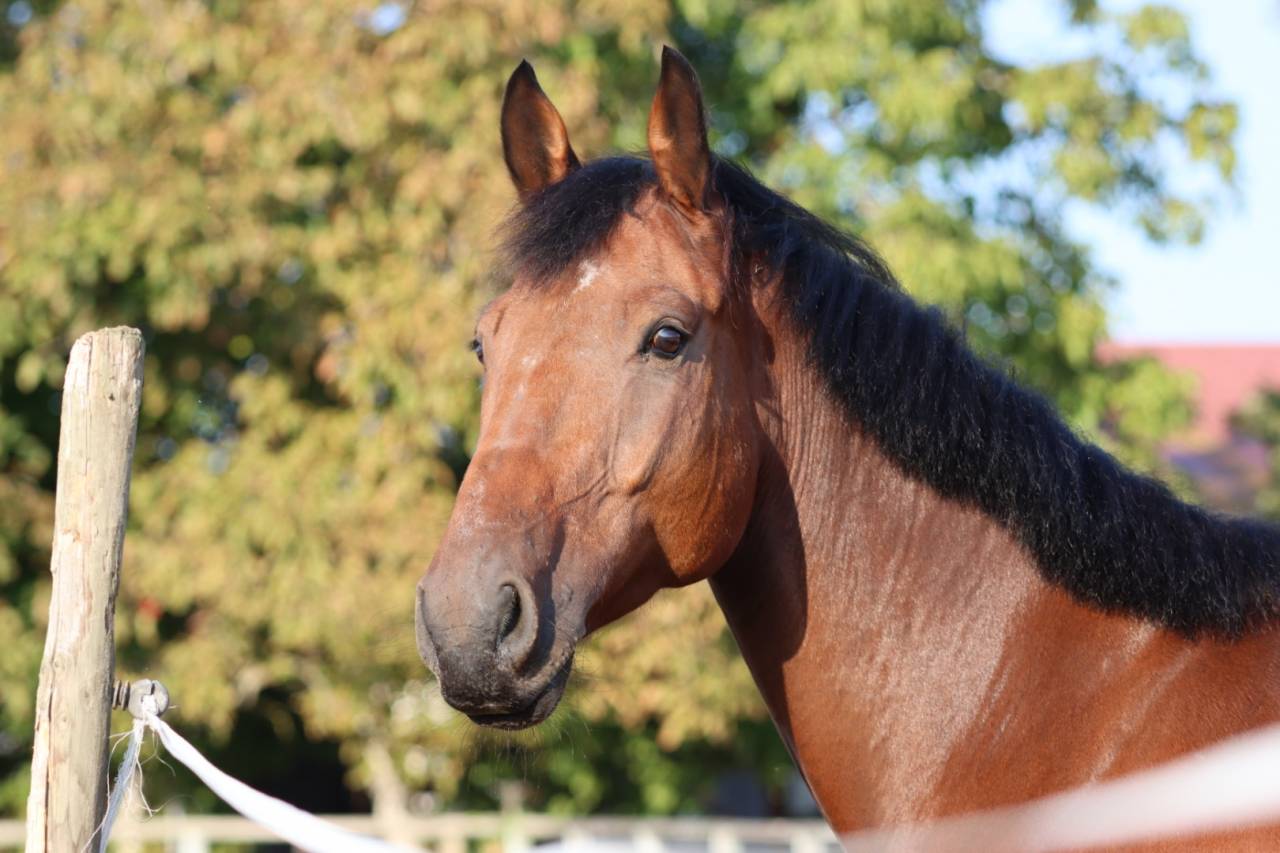 Gelding Selle Fran&ccedil;ais For sale 2021 Bay