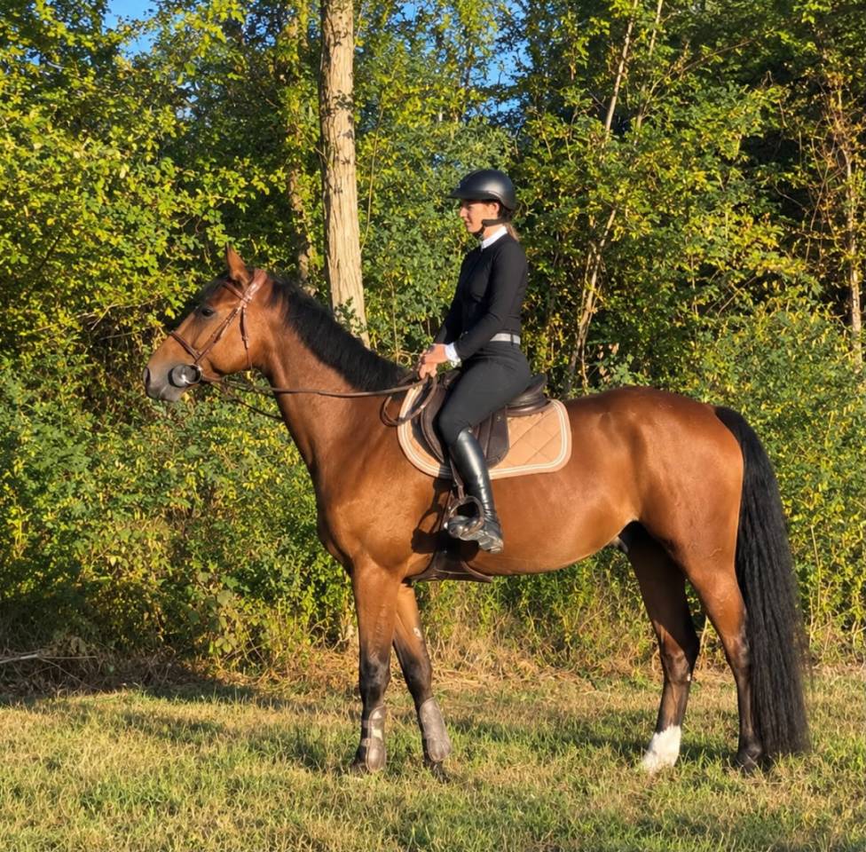 Gelding Selle Fran&ccedil;ais For sale 2021 Bay