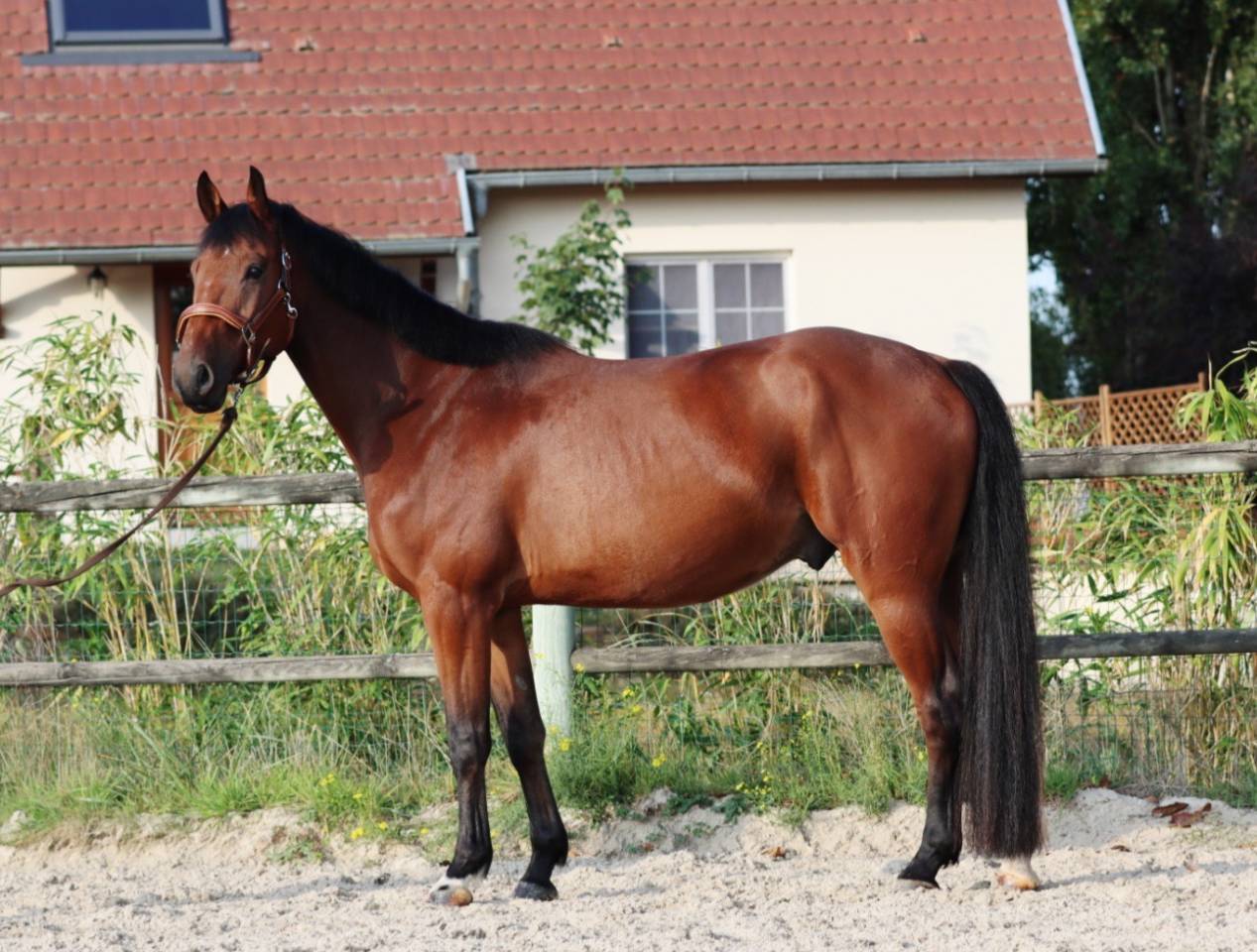 Gelding Selle Fran&ccedil;ais For sale 2021 Bay