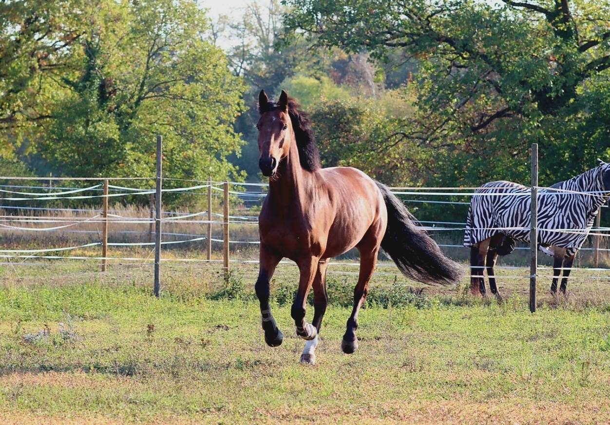Gelding Selle Fran&ccedil;ais For sale 2021 Bay