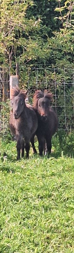 Filly No Origin Recorded For sale 2026 Chesnut