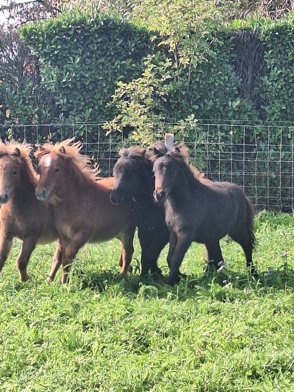 Filly No Origin Recorded For sale 2026 Chesnut