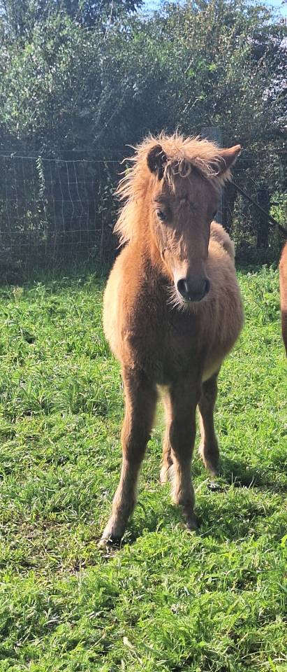 Filly No Origin Recorded For sale 2026 Chesnut
