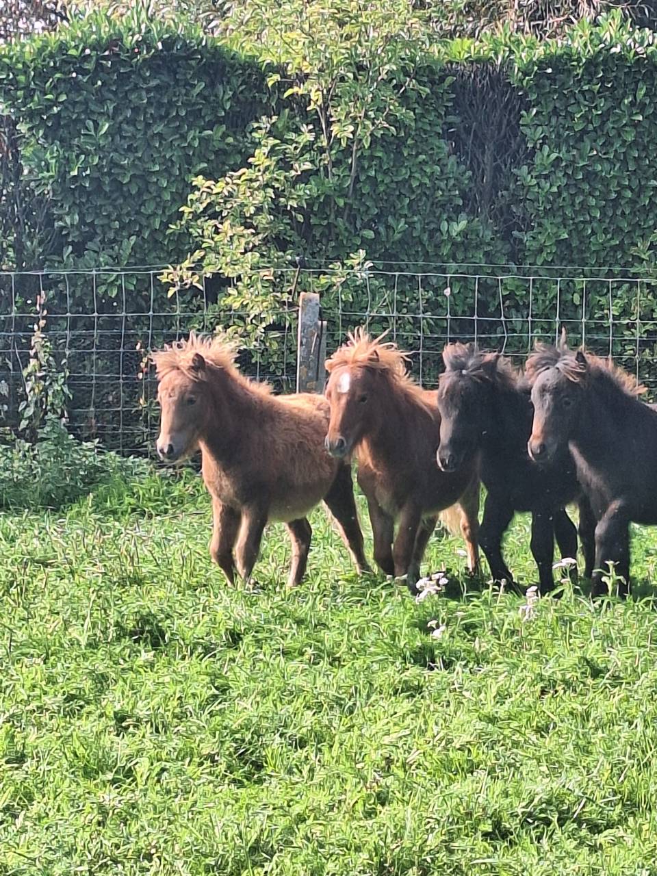 Filly No Origin Recorded For sale 2026 Chesnut