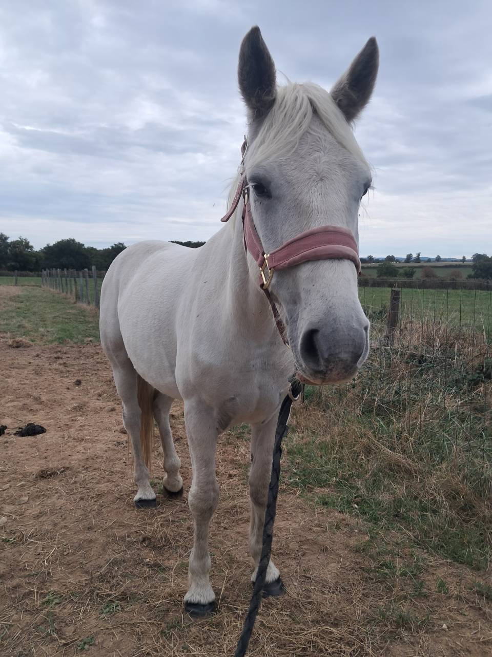 Gelding Connemara For sale 2020 Grey
