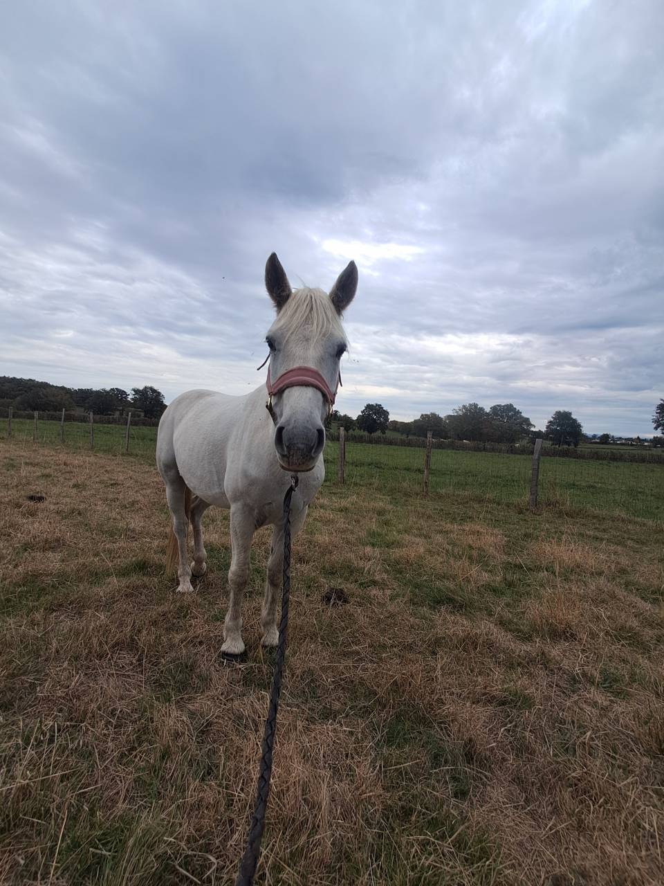 Gelding Connemara For sale 2020 Grey