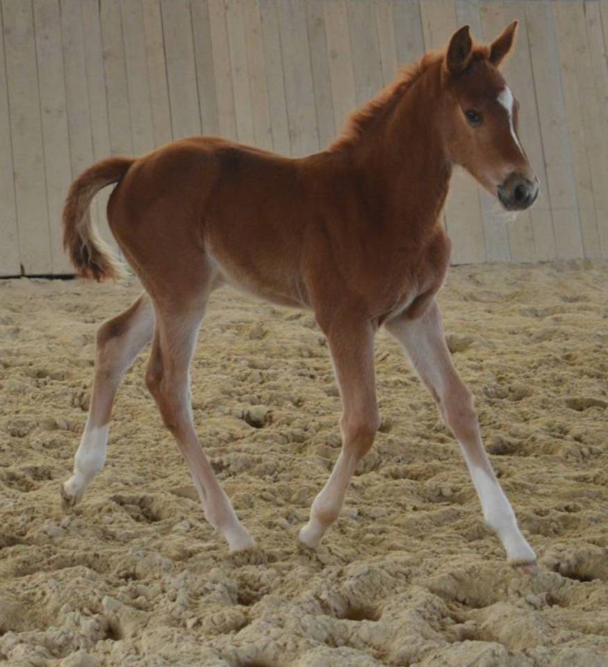 Filly Selle Fran&ccedil;ais For sale 2026 Chesnut