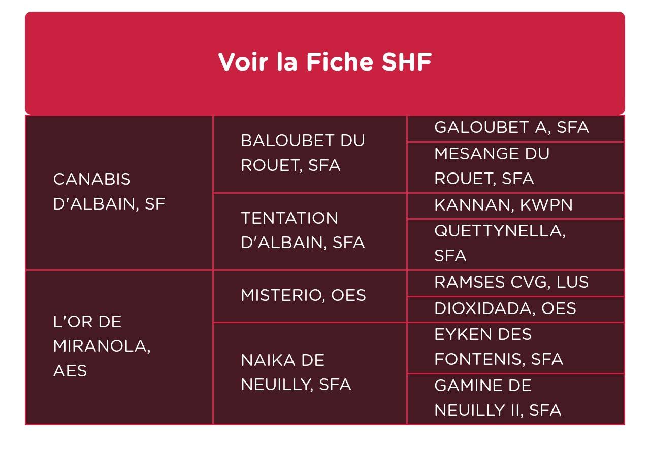 Filly Selle Fran&ccedil;ais For sale 2026 Chesnut