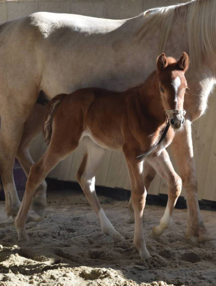 Filly Selle Fran&ccedil;ais For sale 2026 Chesnut