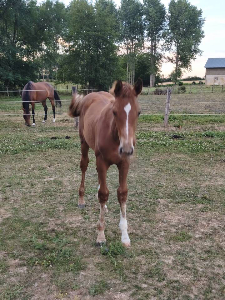 Filly Selle Fran&ccedil;ais For sale 2026 Chesnut