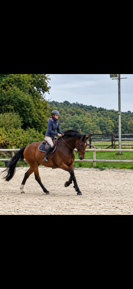 Gelding sBs Belgian Warmblood For sale 2018 Bay
