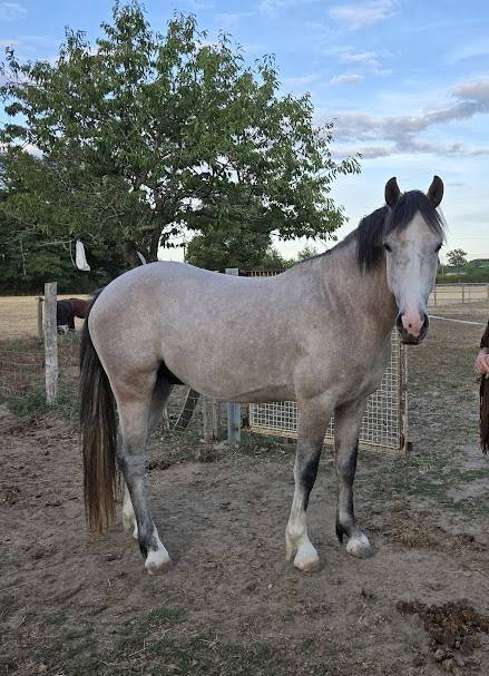 Entire French Saddle Pony For sale 2022 Grey