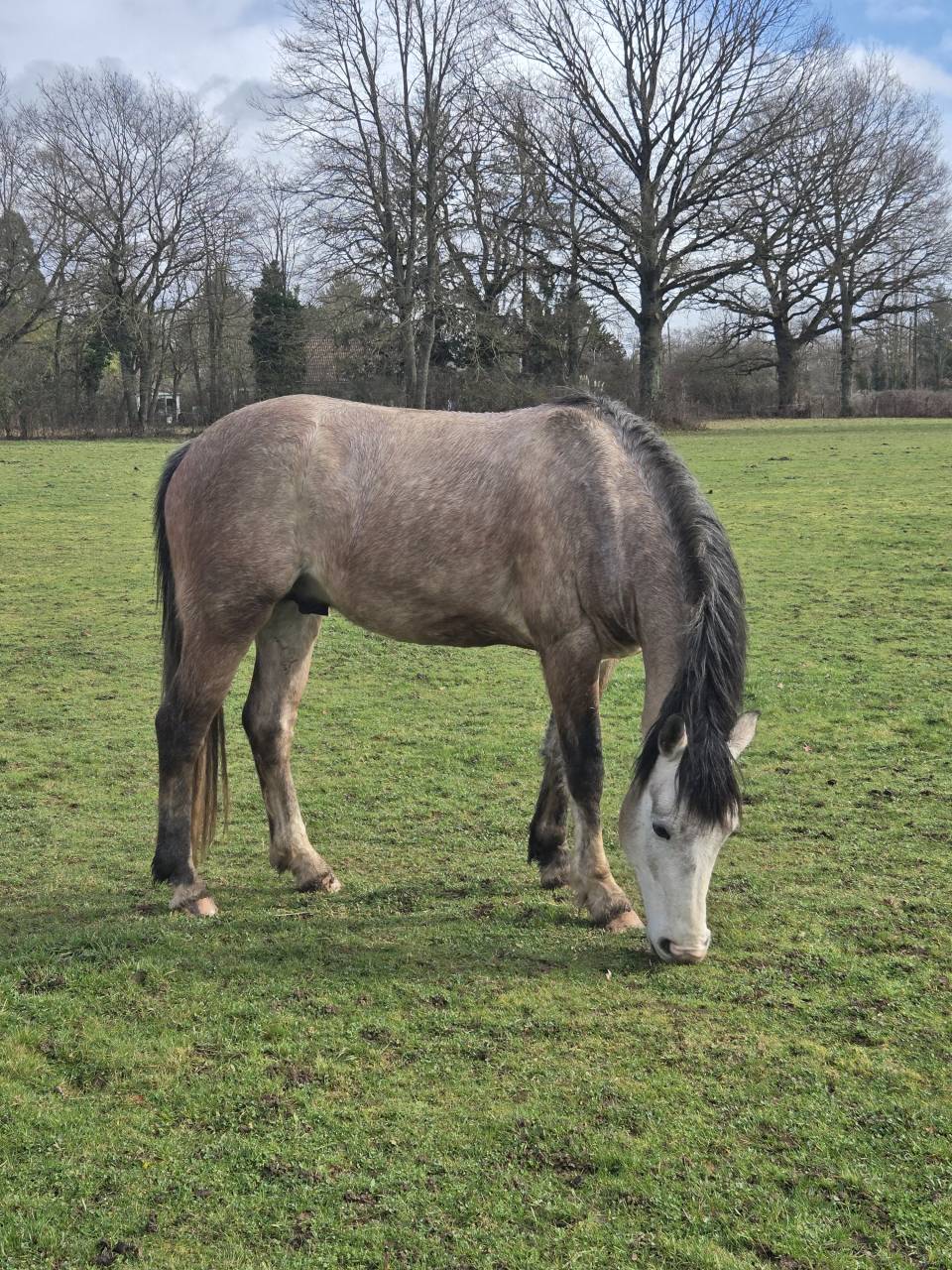 Entire French Saddle Pony For sale 2022 Grey