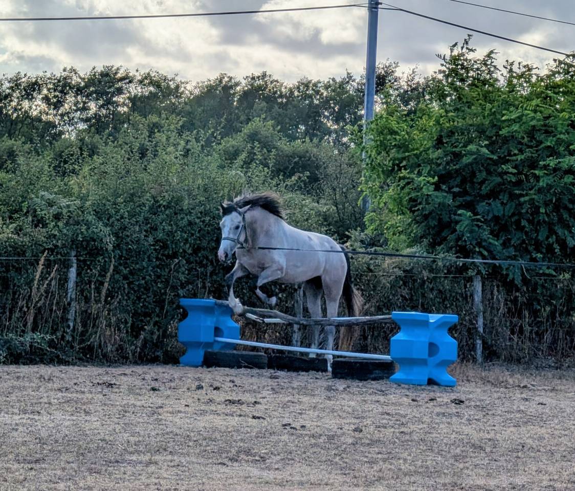 Entire French Saddle Pony For sale 2022 Grey