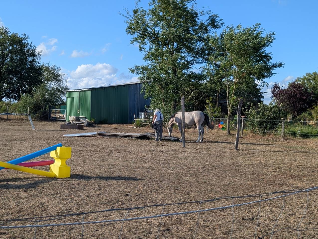 Entire French Saddle Pony For sale 2022 Grey