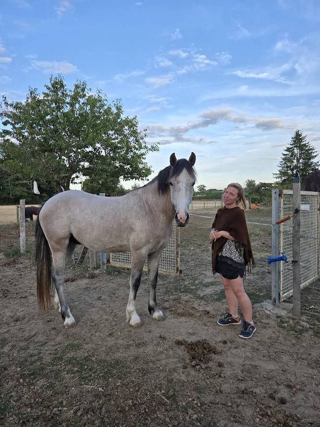 Entire French Saddle Pony For sale 2022 Grey