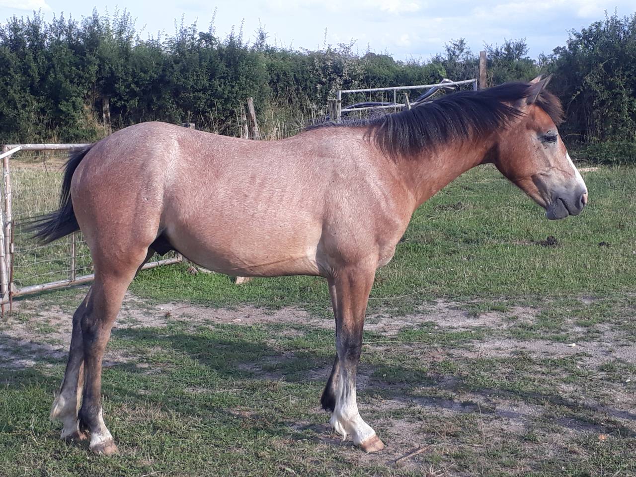 Entire French Saddle Pony For sale 2022 Grey