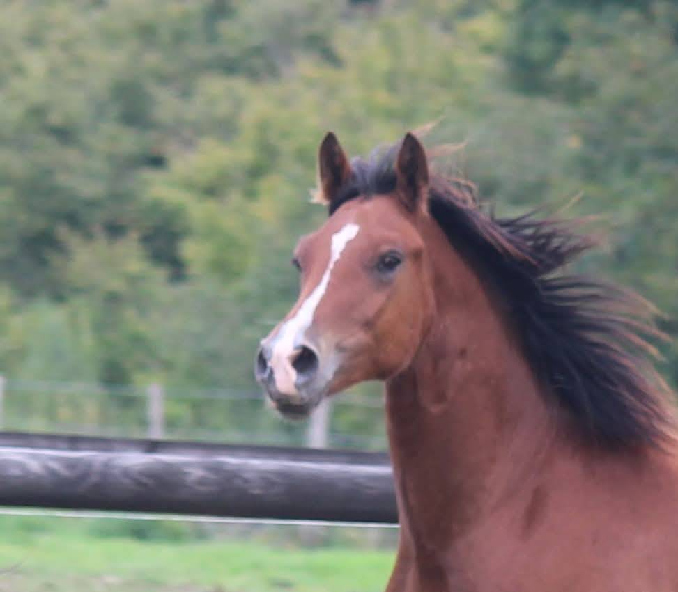 Gelding Welsh Pony (Section D), Welsh Cob For sale 2025 Bay