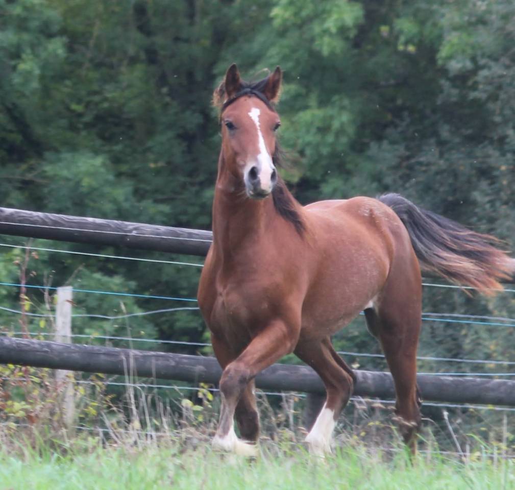 Gelding Welsh Pony (Section D), Welsh Cob For sale 2025 Bay