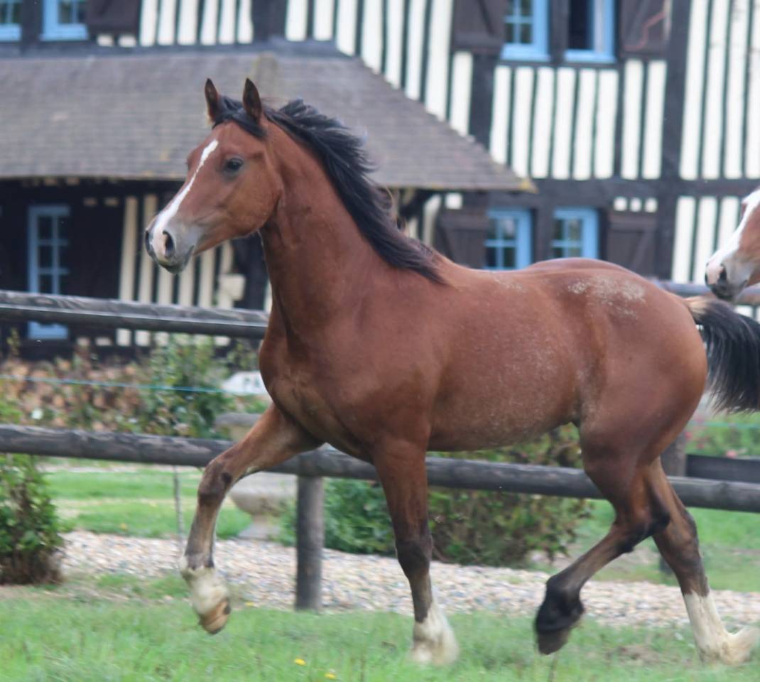 Gelding Welsh Pony (Section D), Welsh Cob For sale 2025 Bay