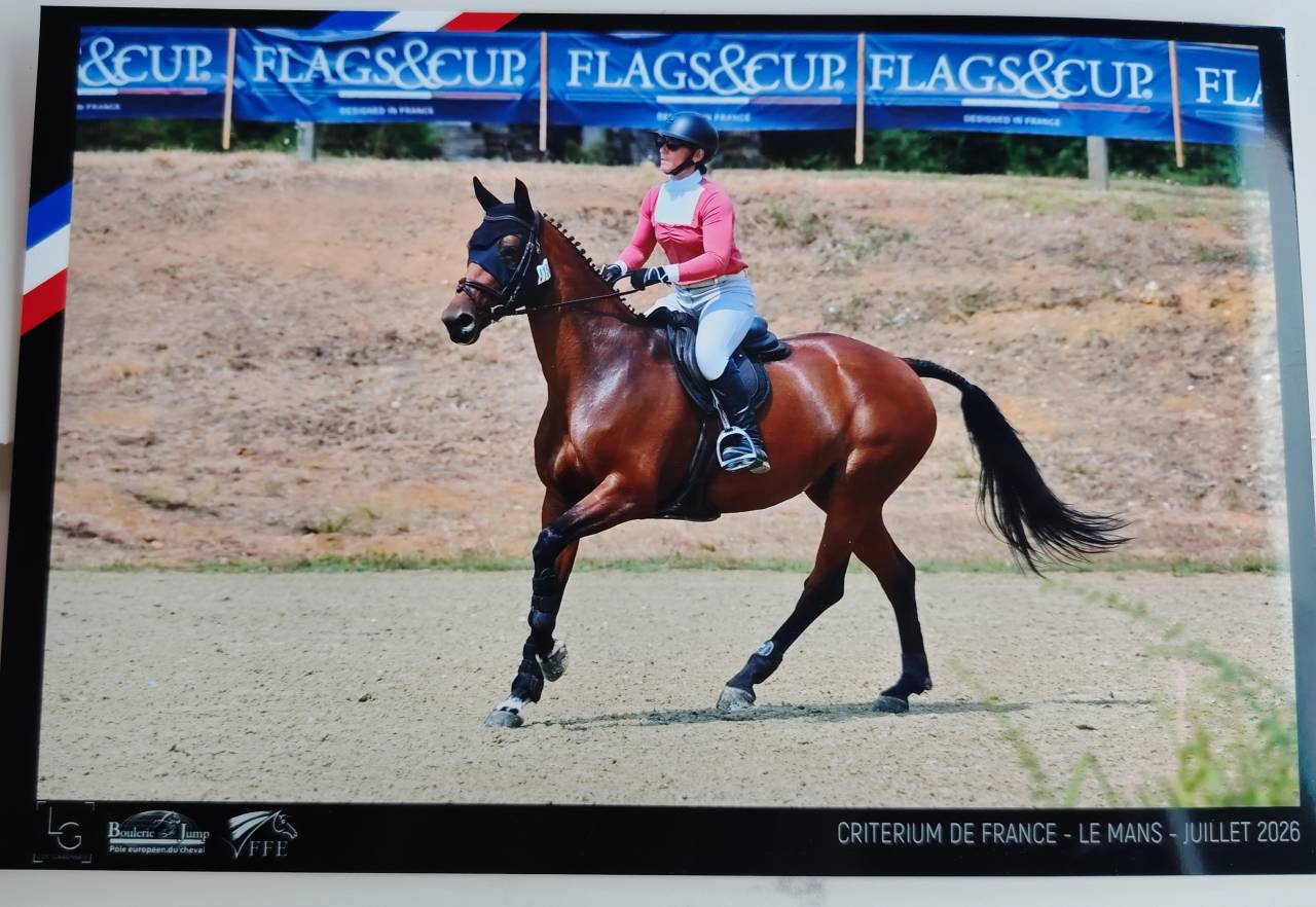 Mare Selle Fran&ccedil;ais For sale 2018 Bay