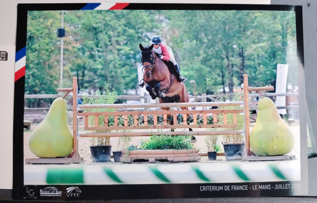 Mare Selle Fran&ccedil;ais For sale 2018 Bay