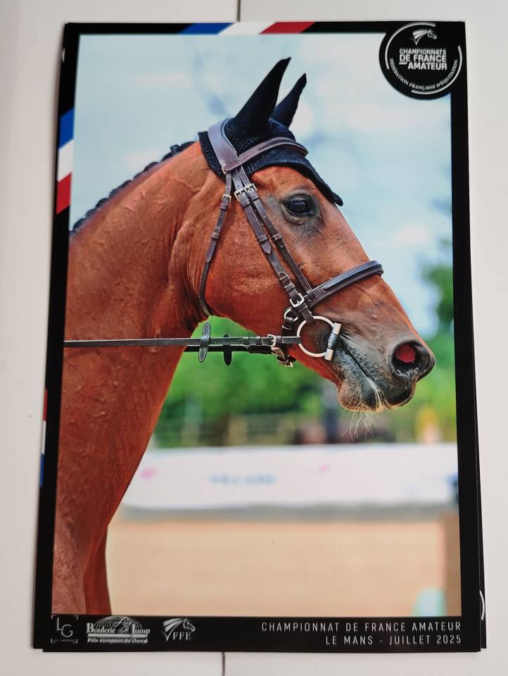 Mare Selle Fran&ccedil;ais For sale 2018 Bay