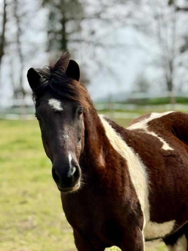 Gelding No Origin Recorded For sale 2014 Coloured