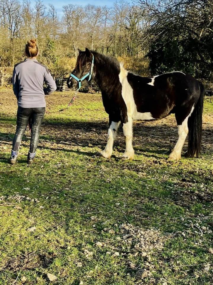 Gelding No Origin Recorded For sale 2014 Coloured