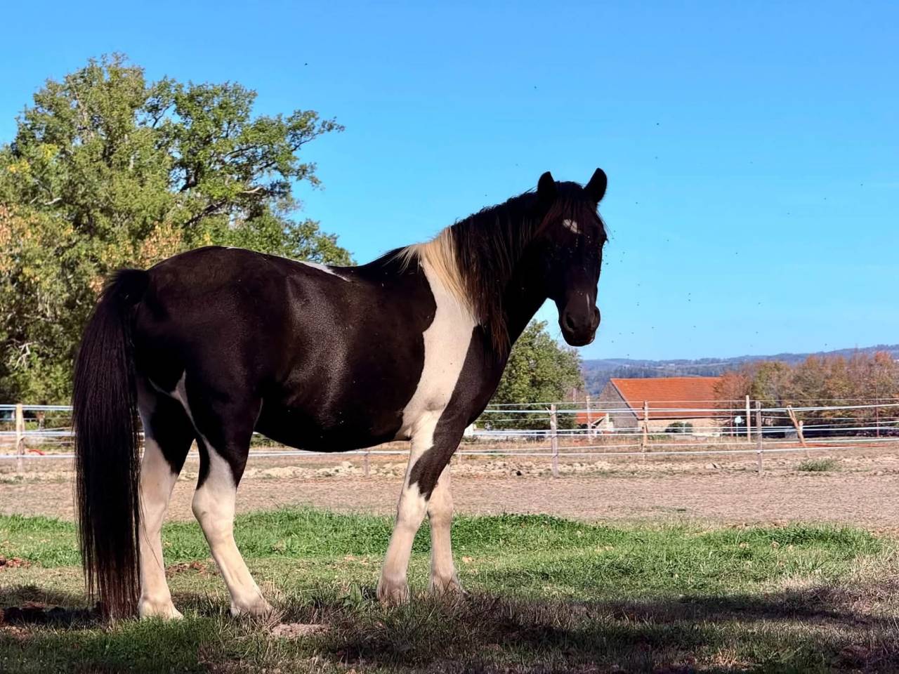 Gelding No Origin Recorded For sale 2014 Coloured