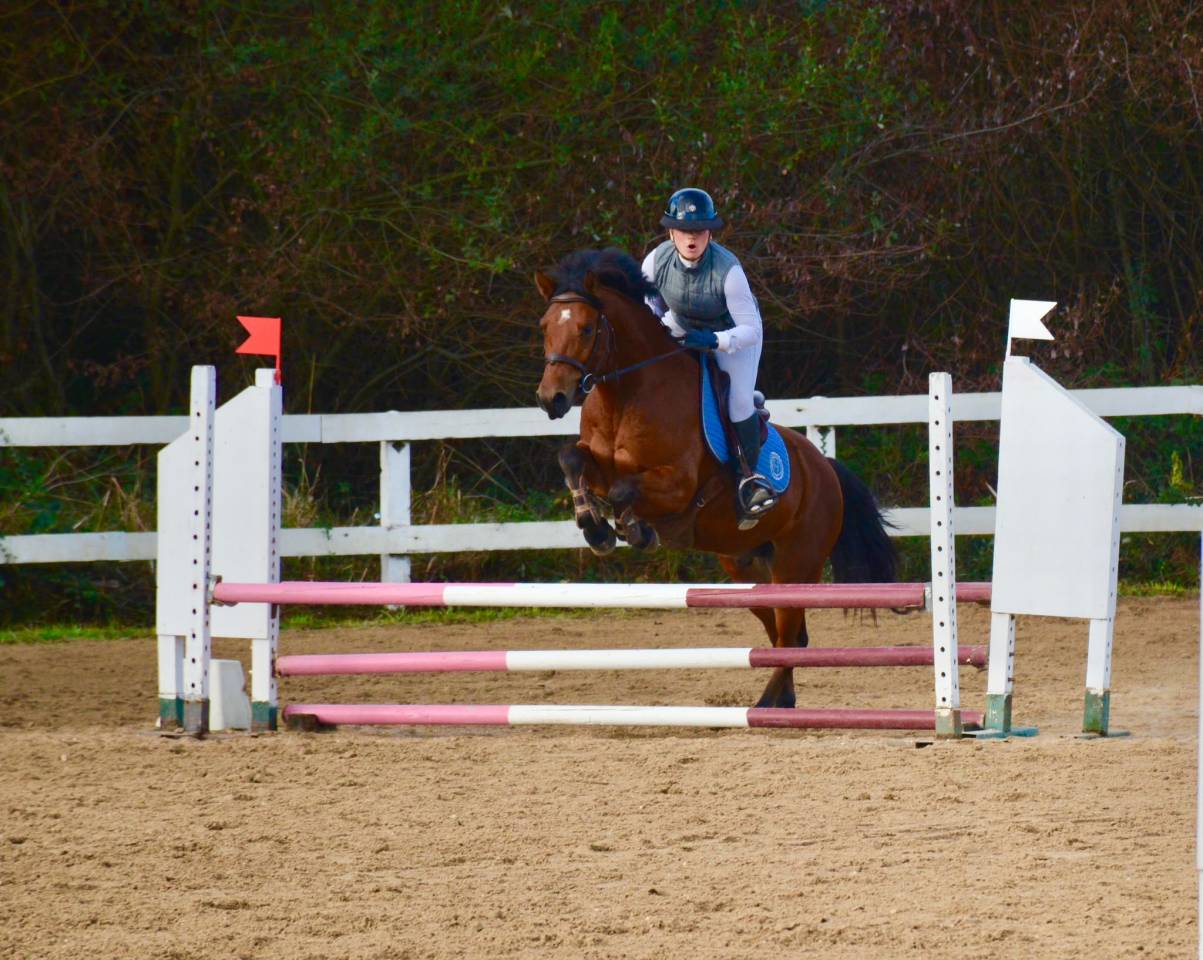 Gelding Origin Recorded For sale 2021 Bay