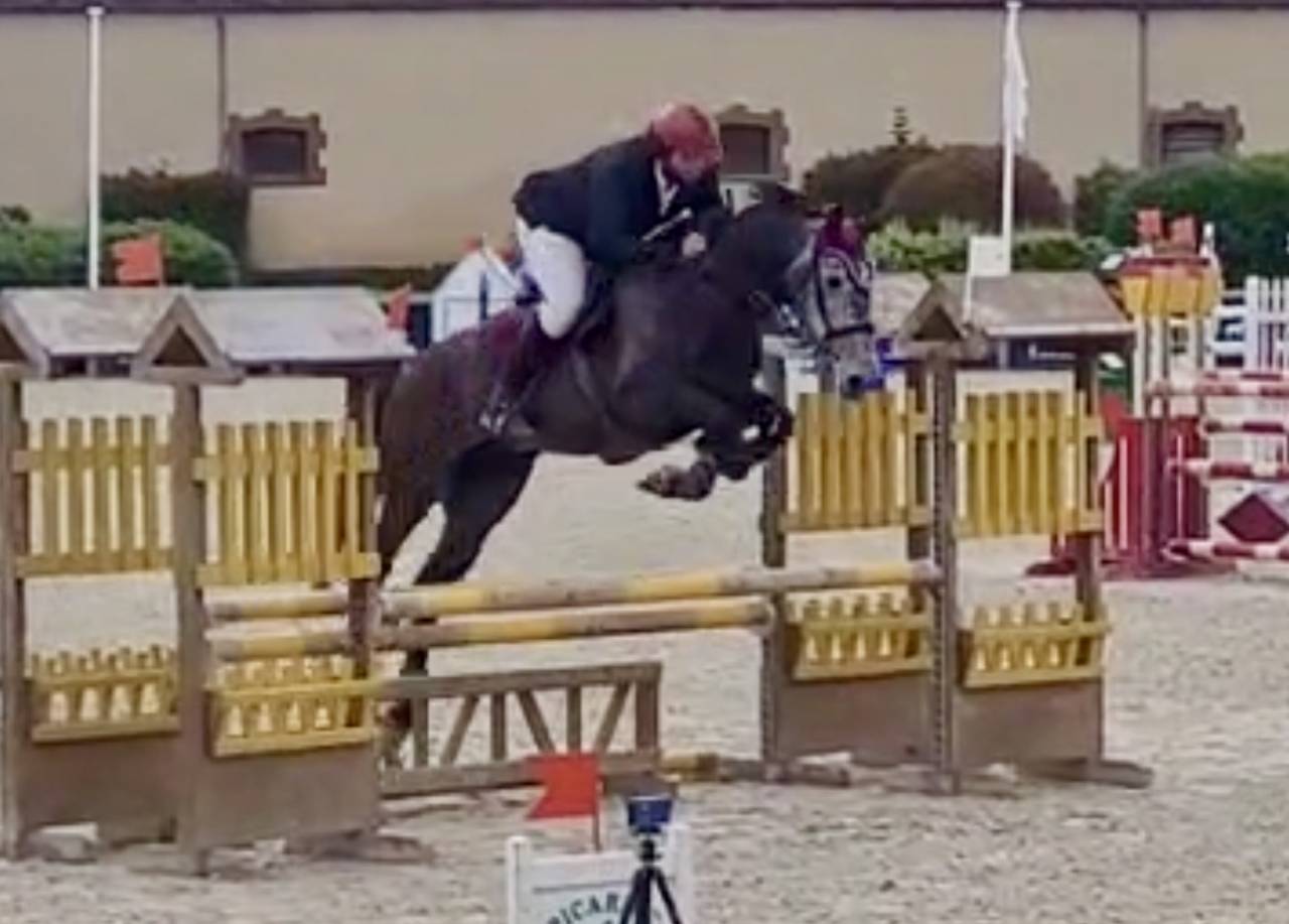 Gelding Zangersheide For sale 2021 Grey
