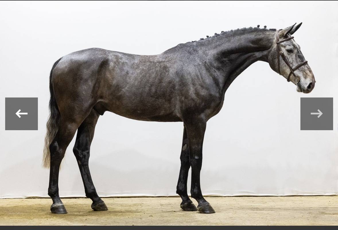 Gelding Zangersheide For sale 2021 Grey