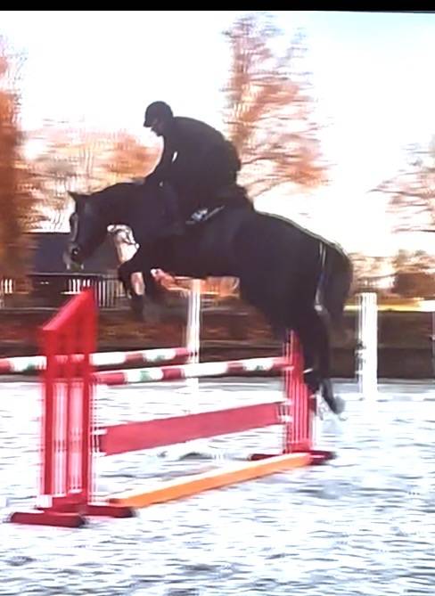 Gelding Zangersheide For sale 2021 Grey