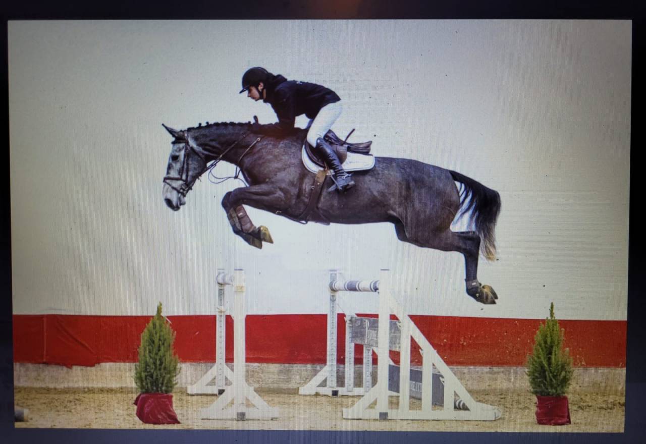 Gelding Zangersheide For sale 2021 Grey