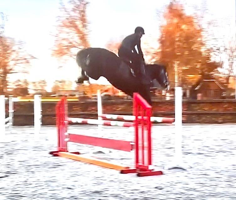 Gelding Zangersheide For sale 2021 Grey